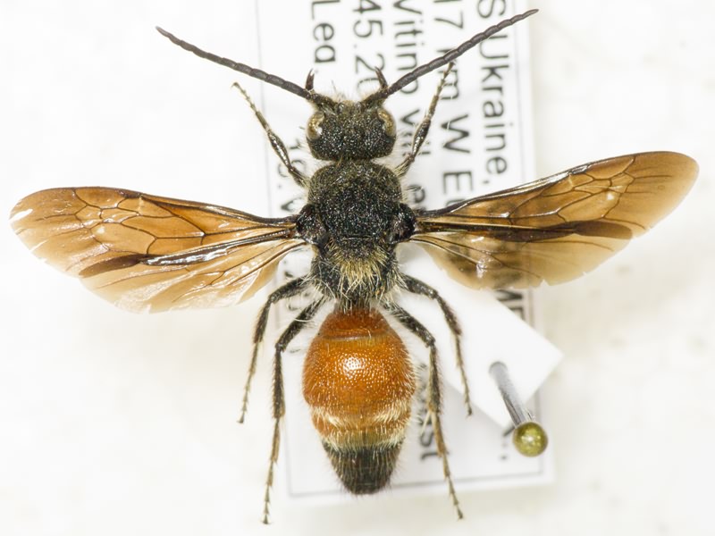 Hymenoptera